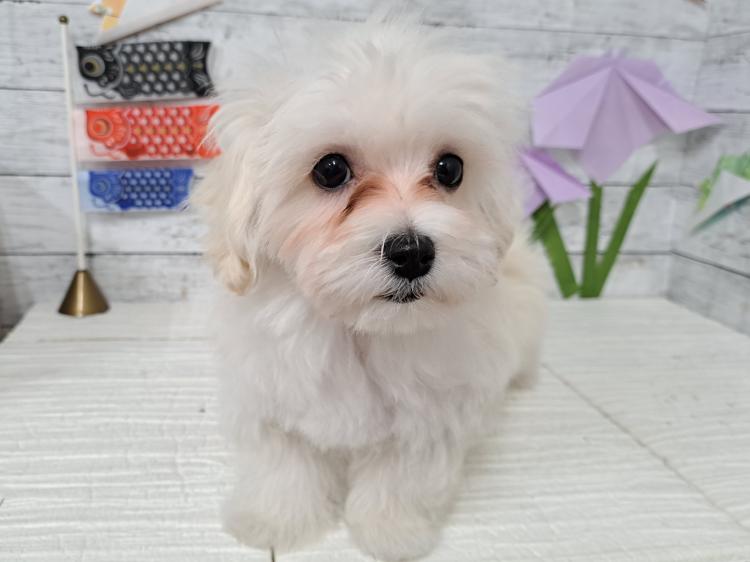 animal_image