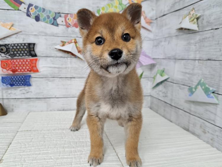 animal_image