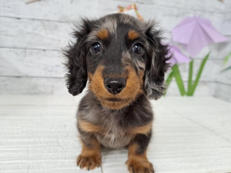 animal_image