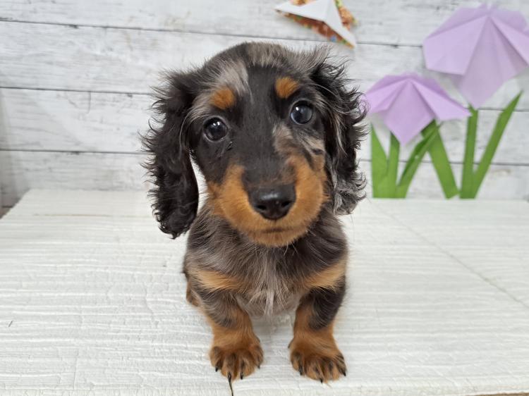 animal_image