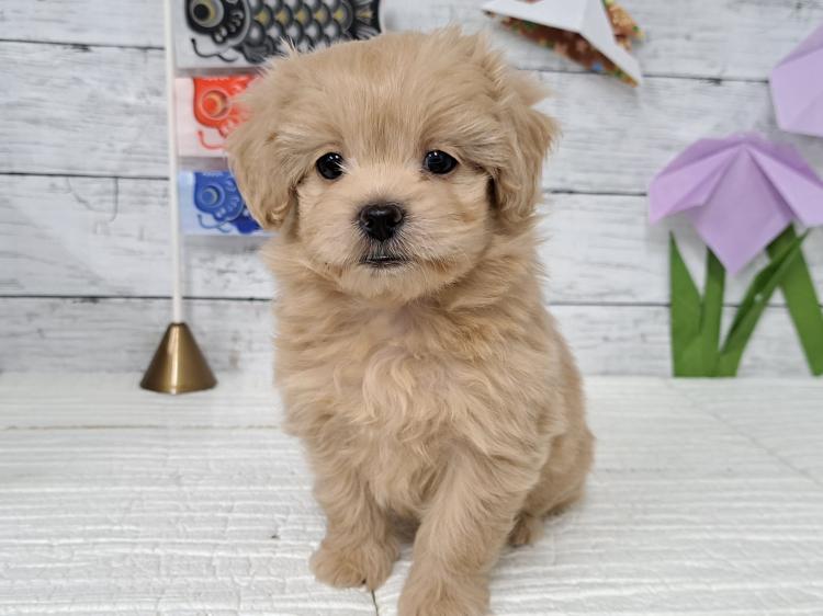 animal_image