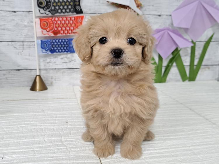 animal_image