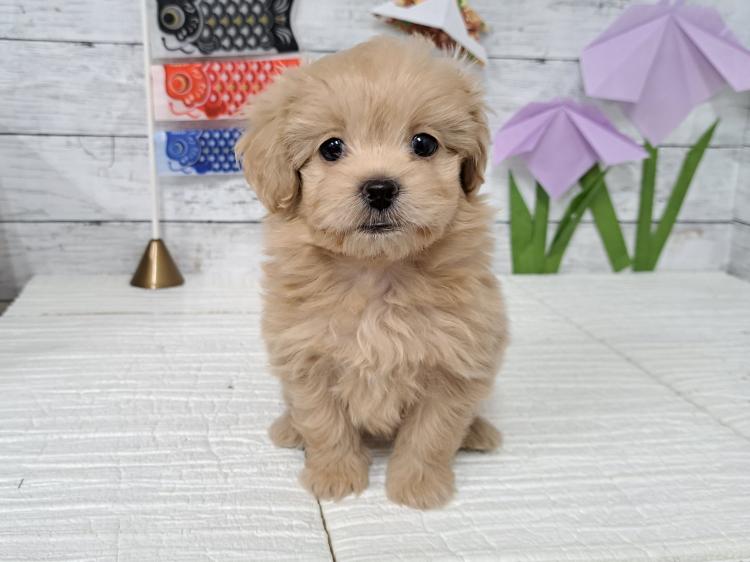 animal_image