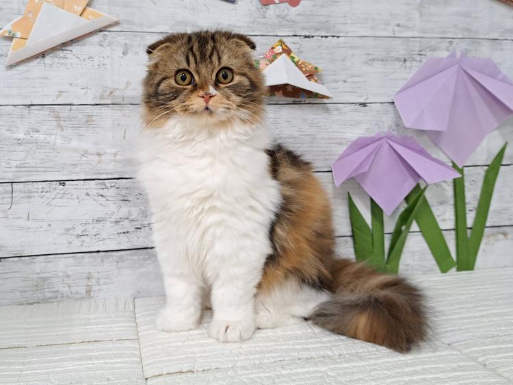 animal_image
