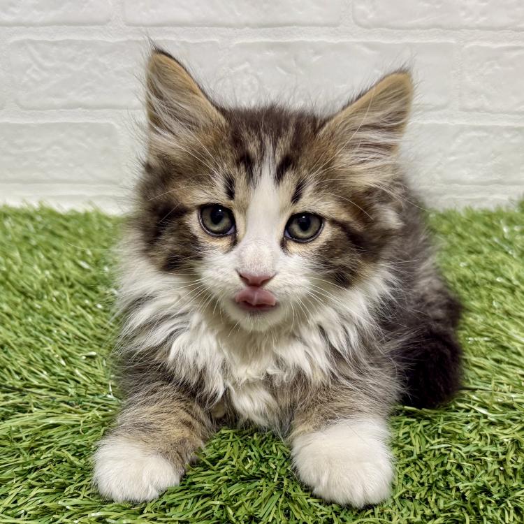 animal_image