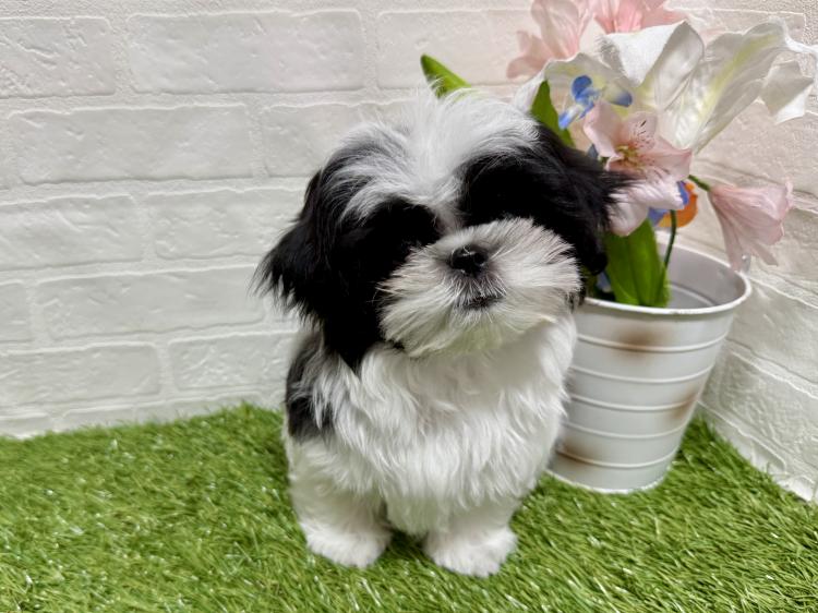 animal_image