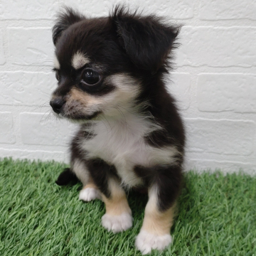 animal_image