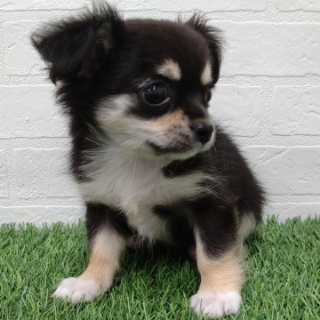 animal_image
