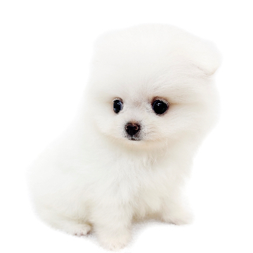 animal_image