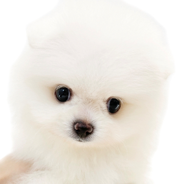 animal_image
