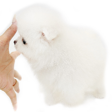 animal_image