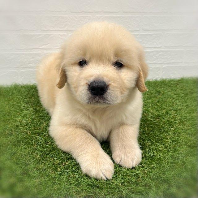 animal_image