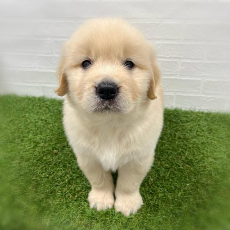 animal_image