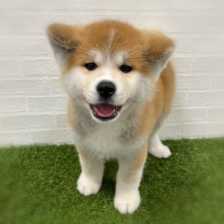 animal_image