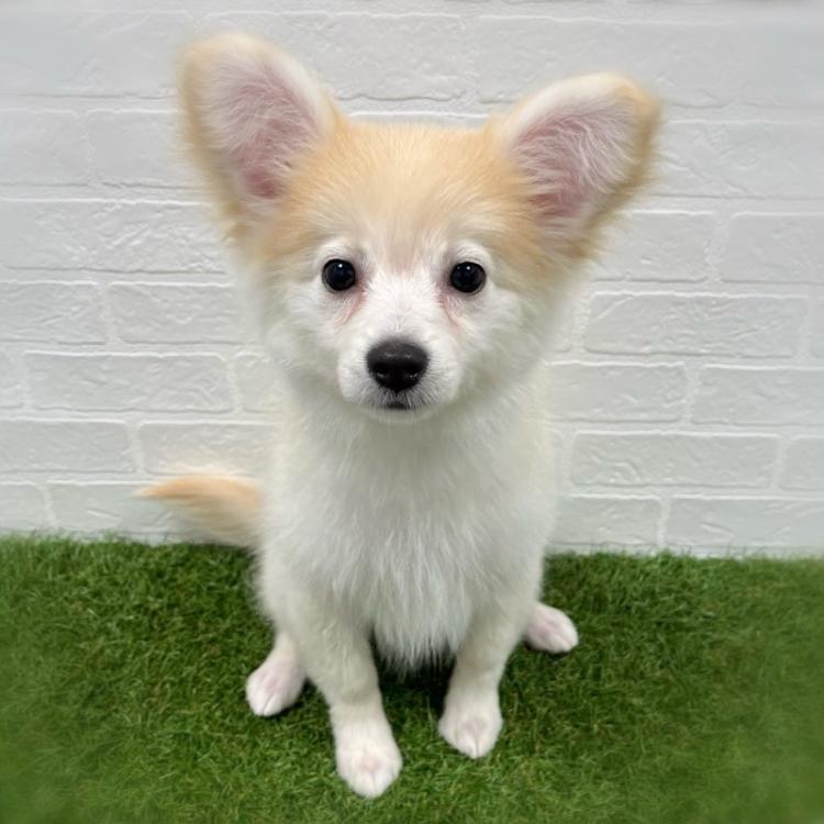 animal_image