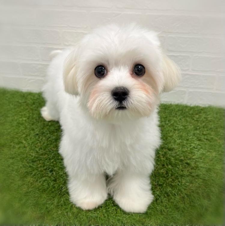 animal_image