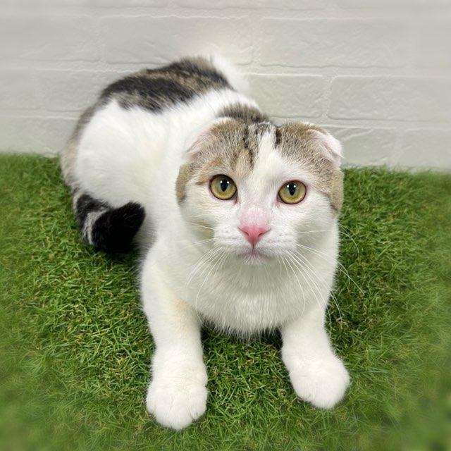 animal_image