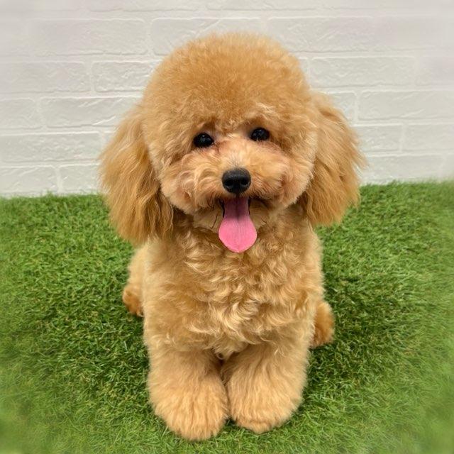 animal_image