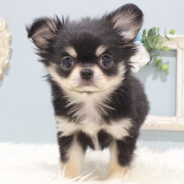 animal_image