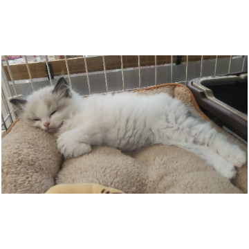 animal_image