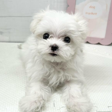 animal_image