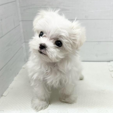 animal_image