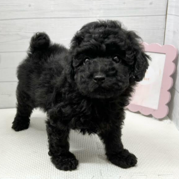 animal_image