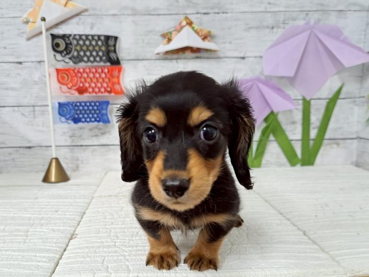 animal_image