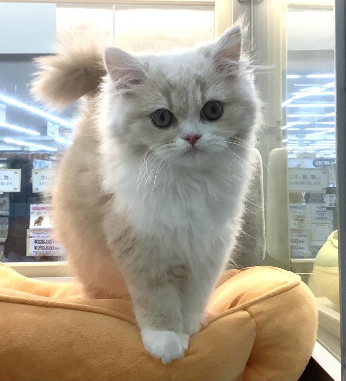 animal_image