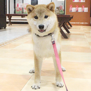 animal_image