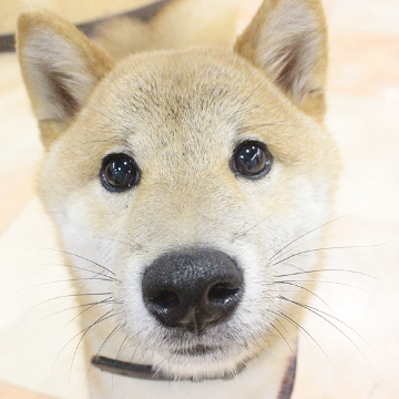 animal_image