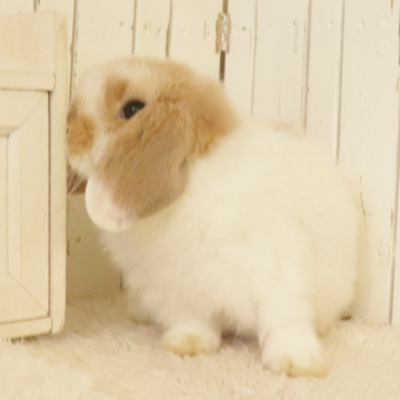 animal_image