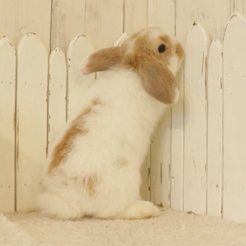 animal_image