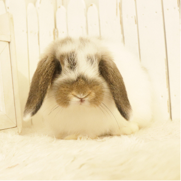 animal_image