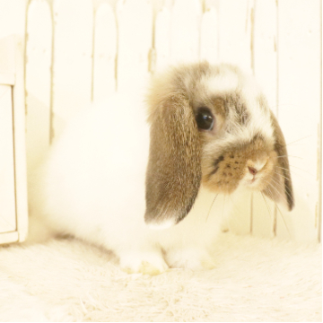 animal_image