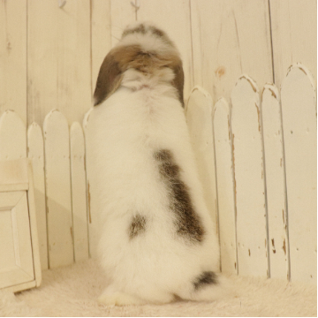 animal_image