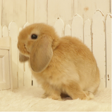 animal_image