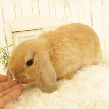animal_image