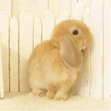 animal_image