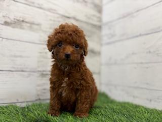 animal_image
