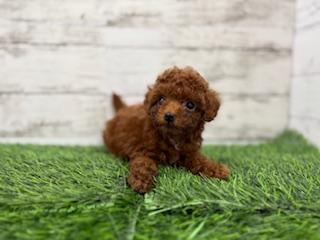 animal_image