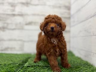 animal_image