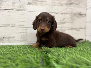 animal_image