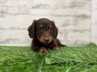 animal_image