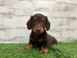 animal_image