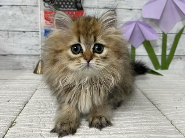 animal_image