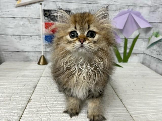 animal_image