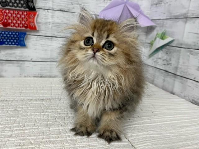 animal_image