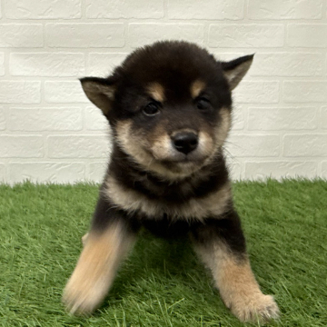 animal_image