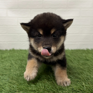 animal_image